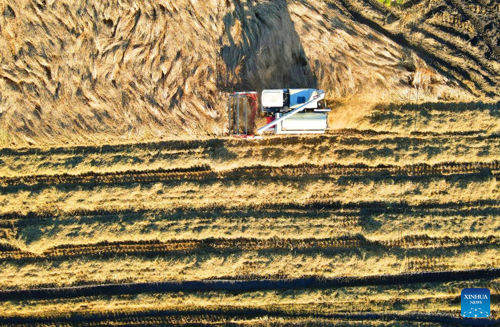 Farmers embrace harvest in Shenyang, NE China