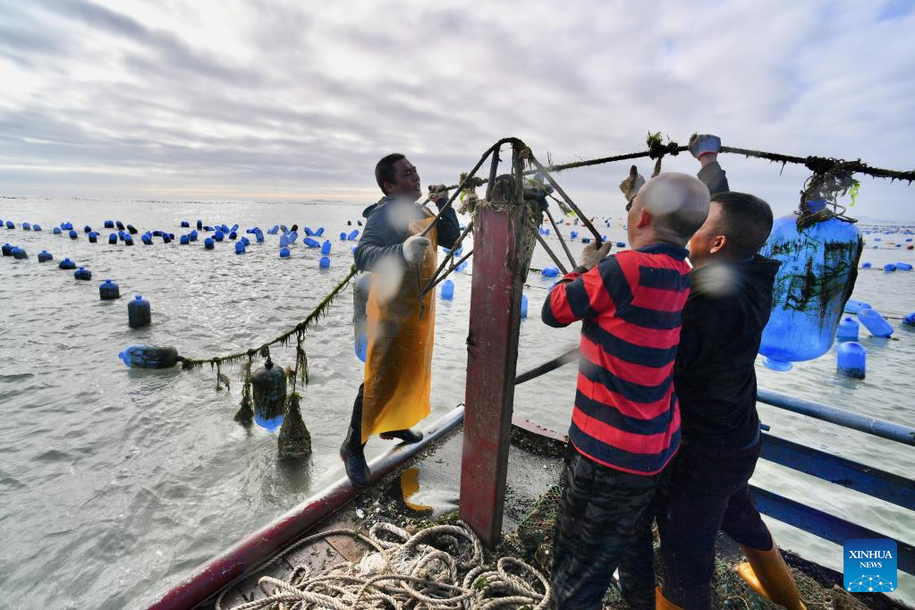 Fishermen harvest oysters in Xiapu County, Fujian