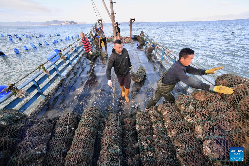 Fishermen harvest oysters in Xiapu County, Fujian