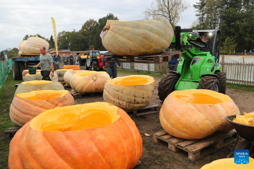 People compete in pumpkin regatta in Belgium