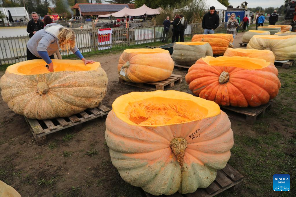 People compete in pumpkin regatta in Belgium