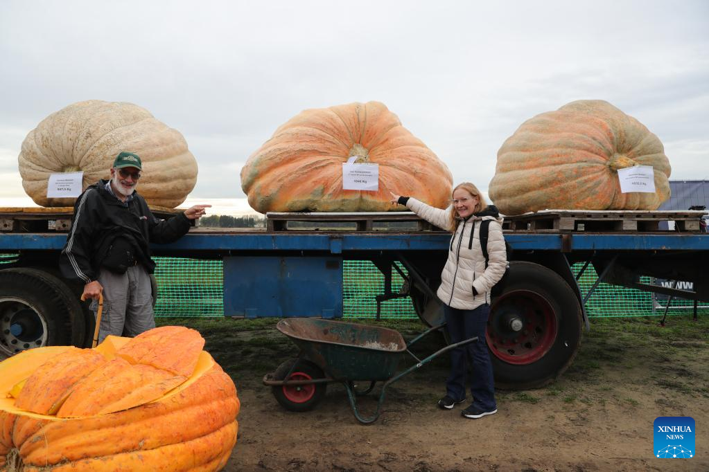 People compete in pumpkin regatta in Belgium