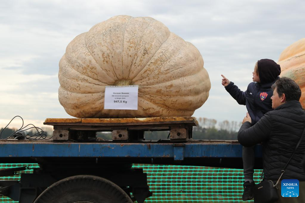 People compete in pumpkin regatta in Belgium