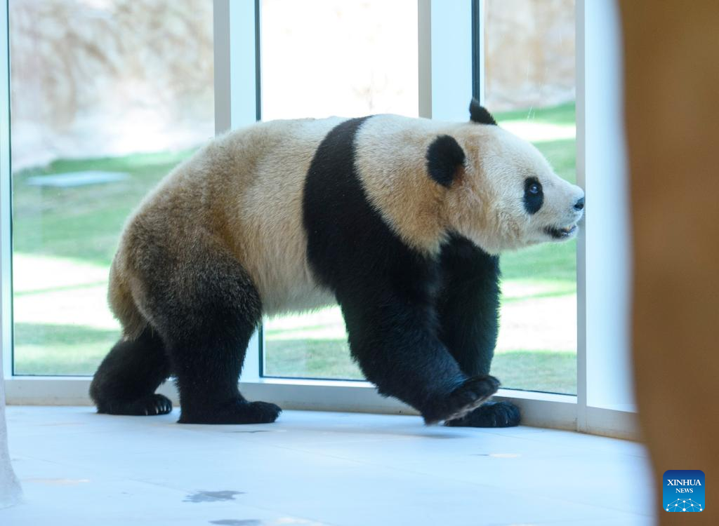 Chinese giant pandas arrive in Qatar on 1st trip to Mideast
