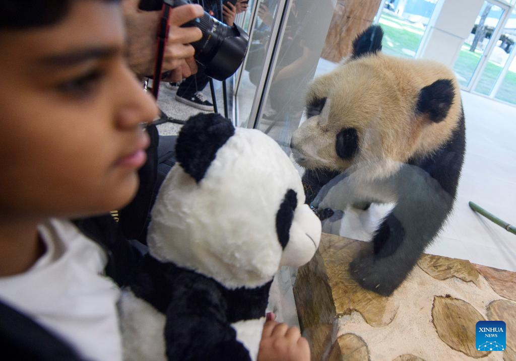 Chinese giant pandas arrive in Qatar on 1st trip to Mideast