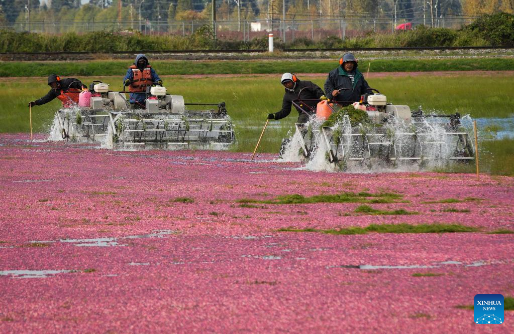 Cranberries harvested in Richmond, Canada