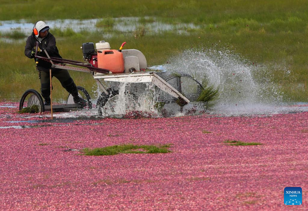 Cranberries harvested in Richmond, Canada