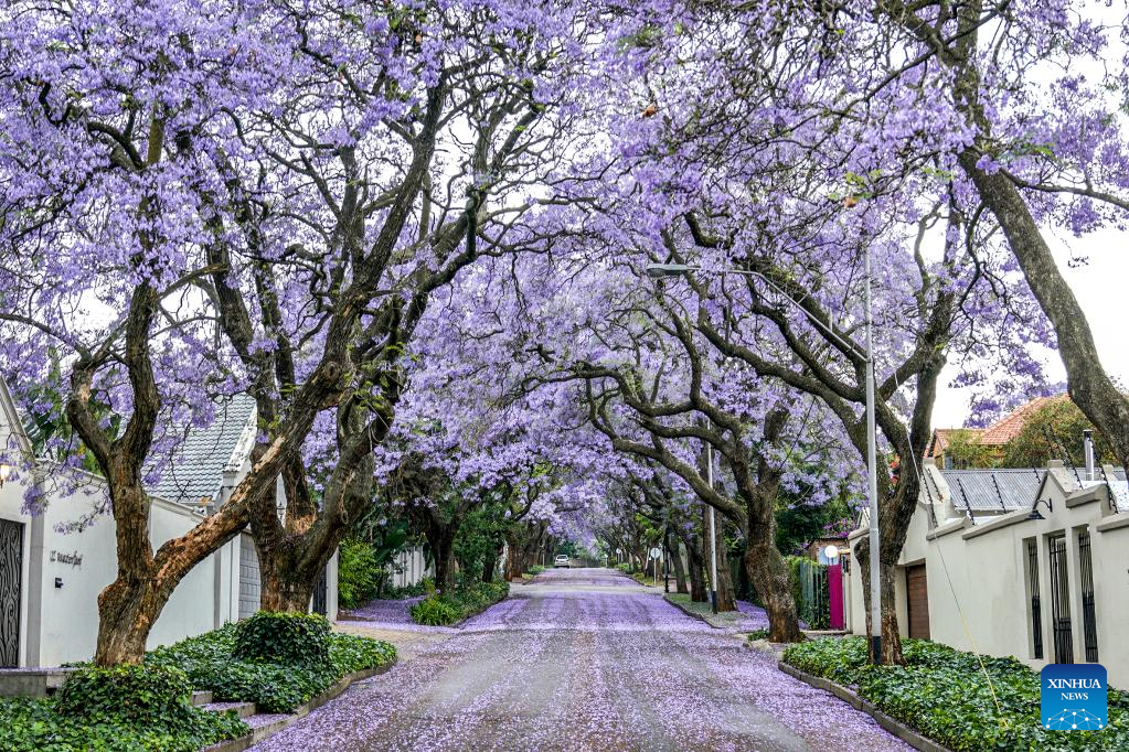 In pics: jacaranda trees in full bloom in Johannesburg, South Africa
