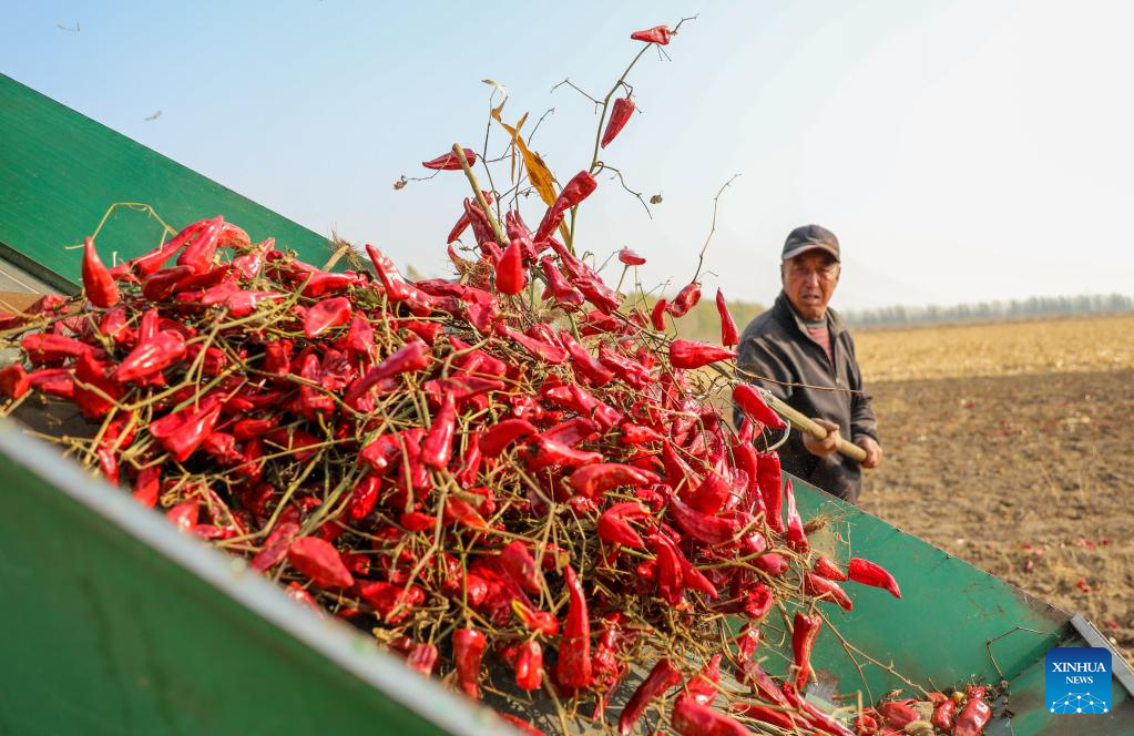 Chilies enter peak season of harvesting and sales in Kailu County, north China