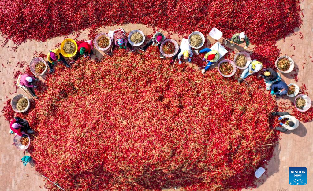 Chilies enter peak season of harvesting and sales in Kailu County, north China