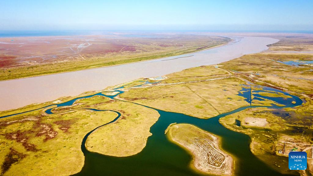 Scenery at Yellow River Delta National Nature Reserve in E China