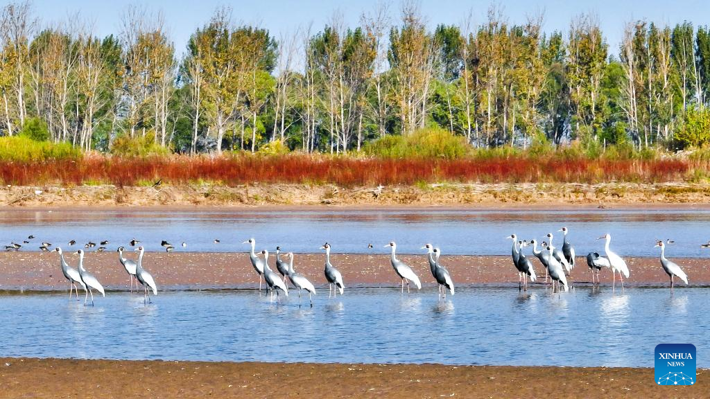 Scenery at Yellow River Delta National Nature Reserve in E China