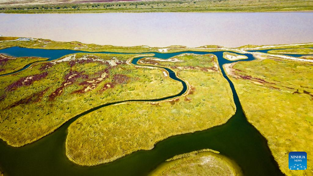 Scenery at Yellow River Delta National Nature Reserve in E China