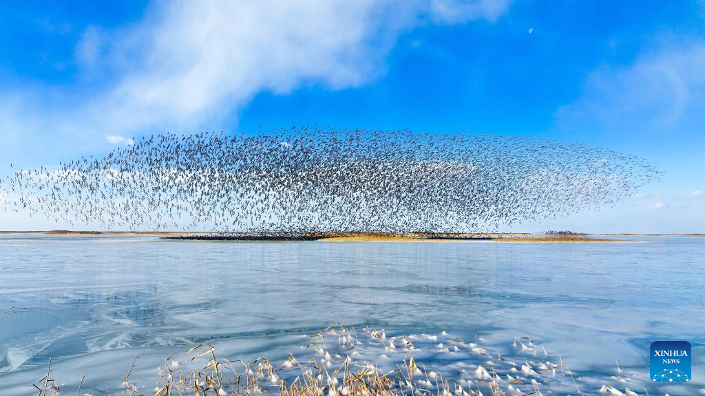 Scenery at Yellow River Delta National Nature Reserve in E China