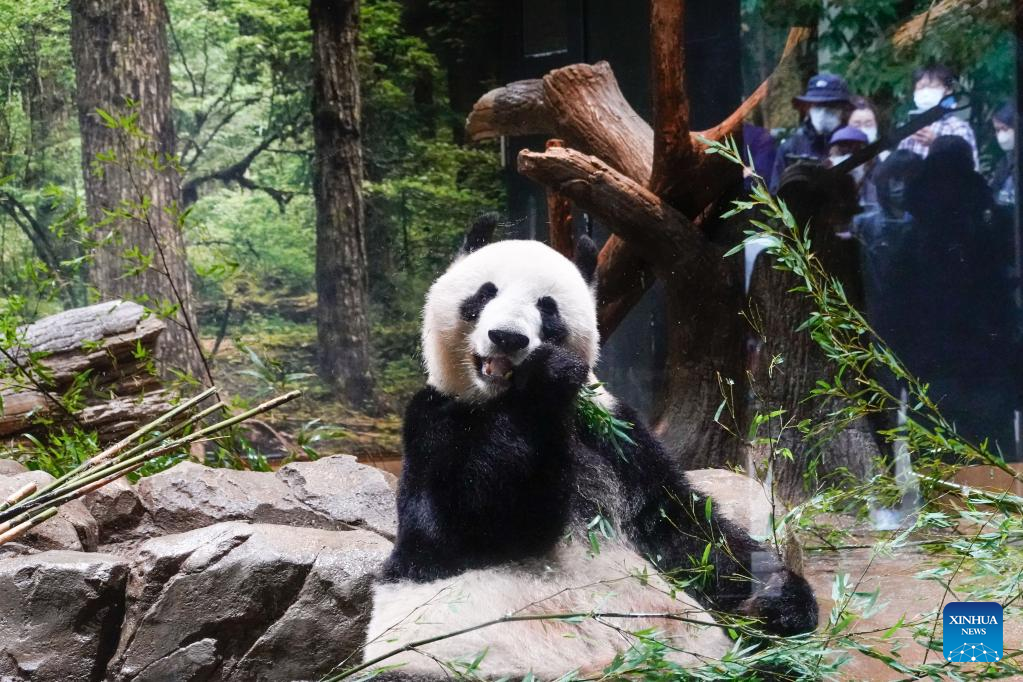 Feature: Japanese welcome 50th anniversary of China's giant pandas' arrival