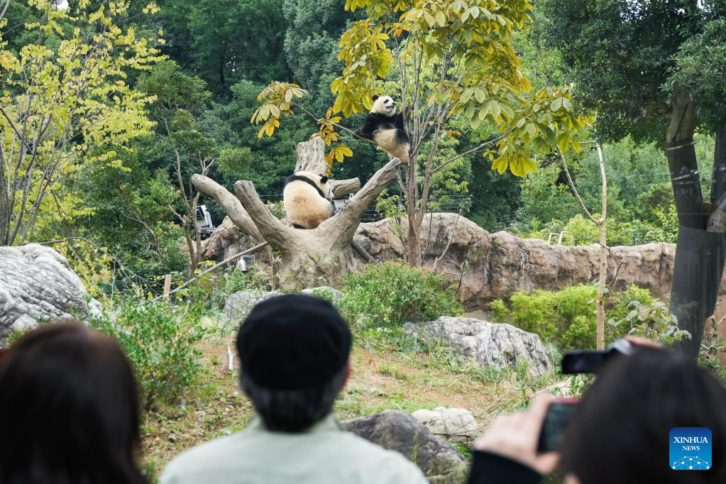 Feature: Japanese welcome 50th anniversary of China's giant pandas' arrival