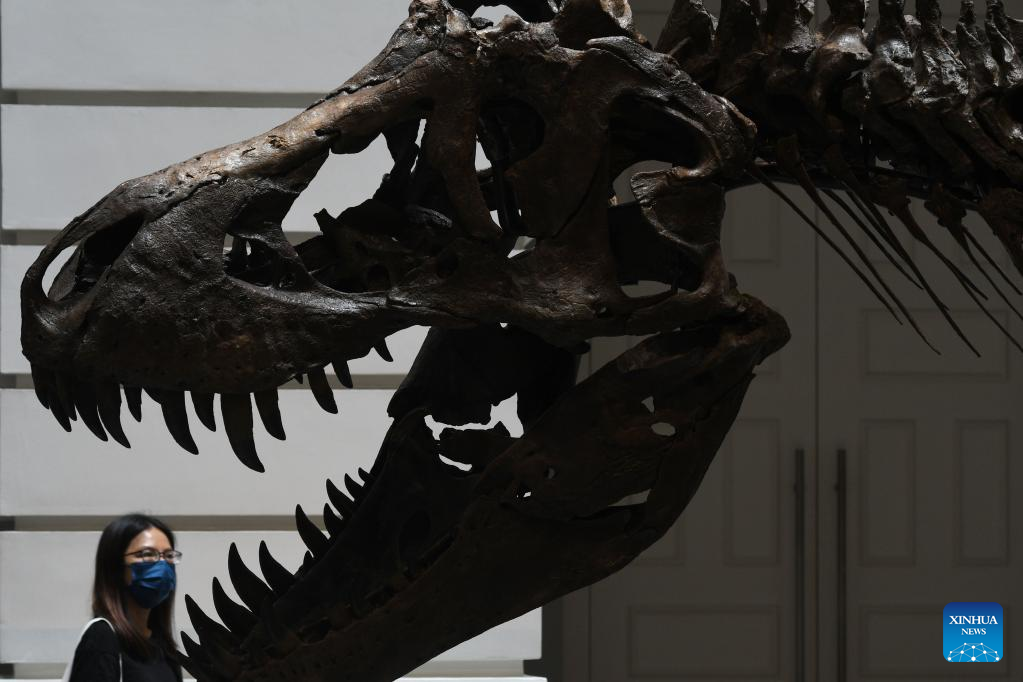 Skeleton of Tyrannosaurus Rex displayed in Singapore