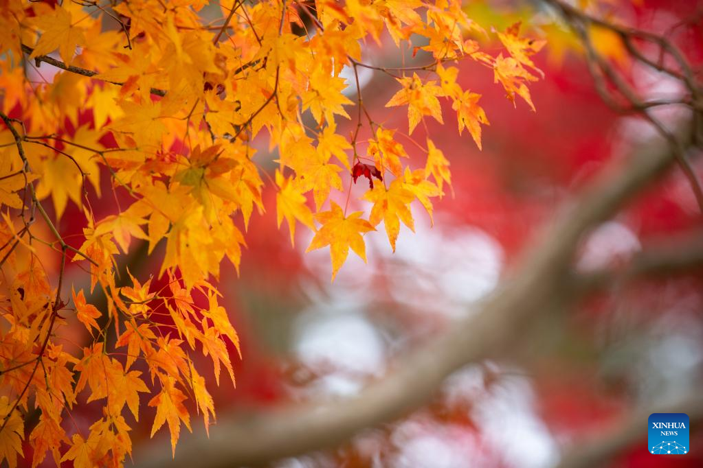 Autumn scenery in Andong, South Korea