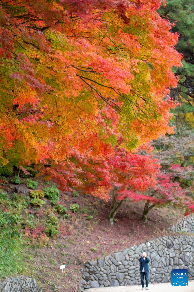Autumn scenery in Andong, South Korea