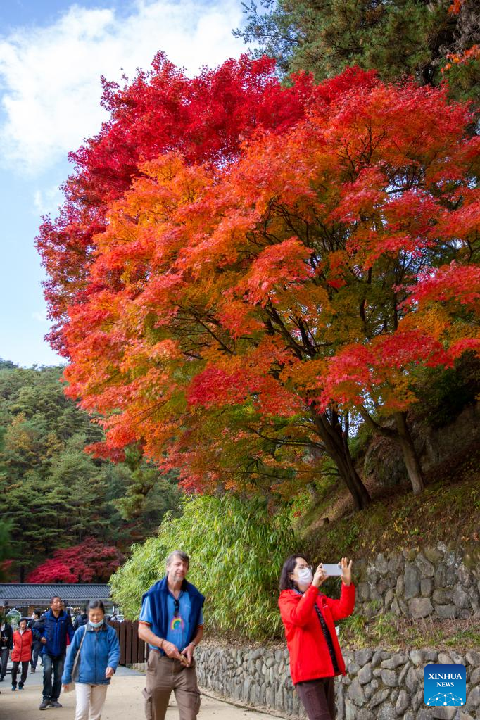 Autumn scenery in Andong, South Korea