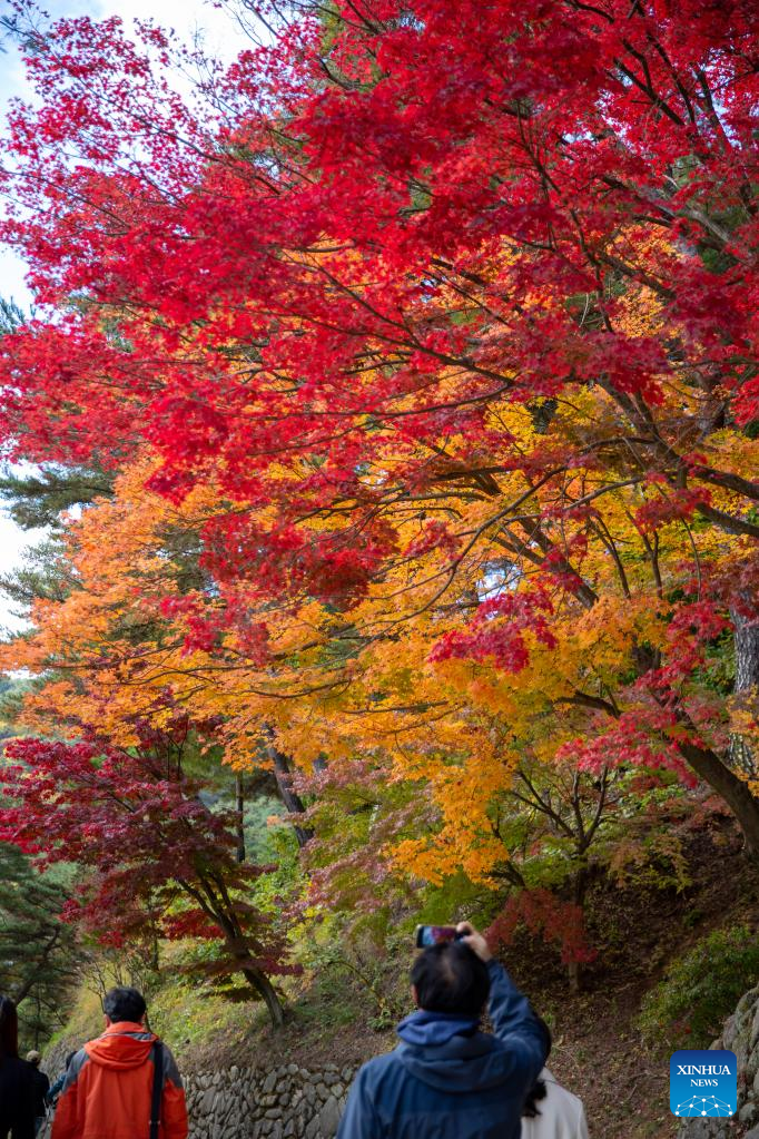 Autumn scenery in Andong, South Korea