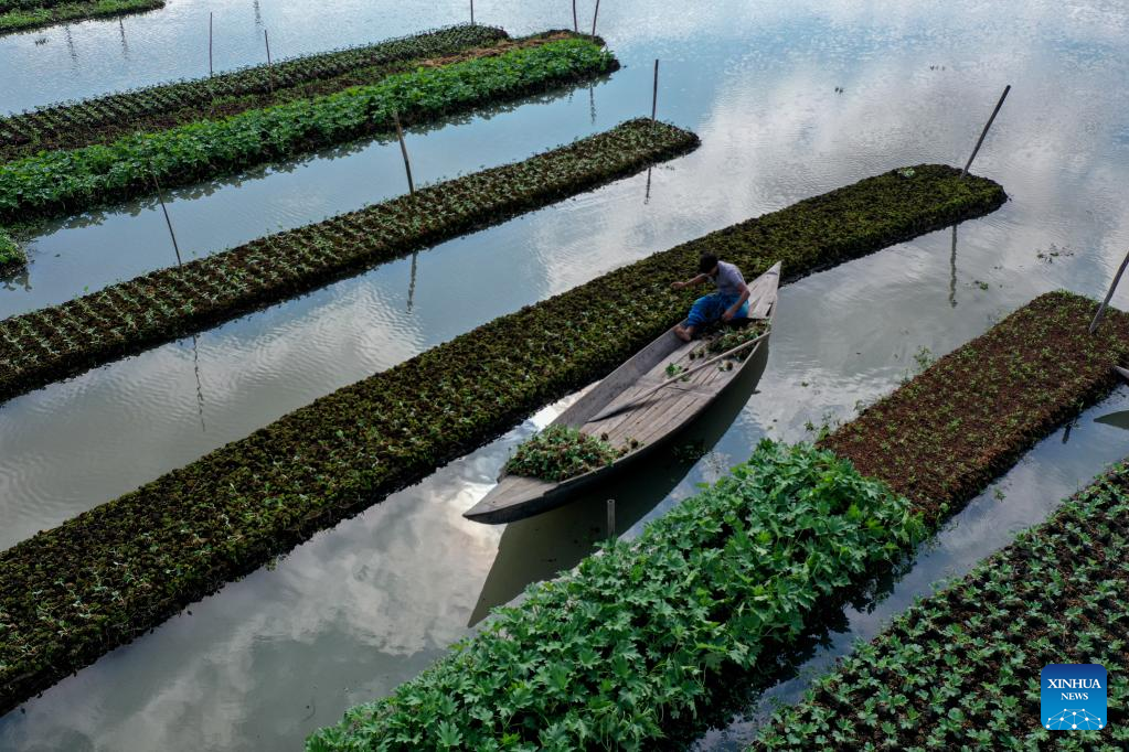 In pics: floating vegetable beds in Barisal, Bangladesh