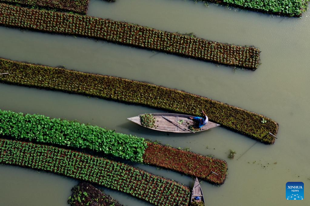 In pics: floating vegetable beds in Barisal, Bangladesh