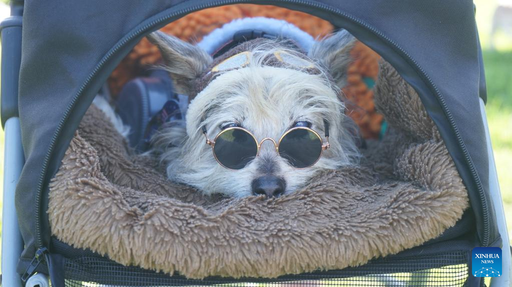 In pics: 21st annual Haute Dog Howl'oween Parade in California, U.S.