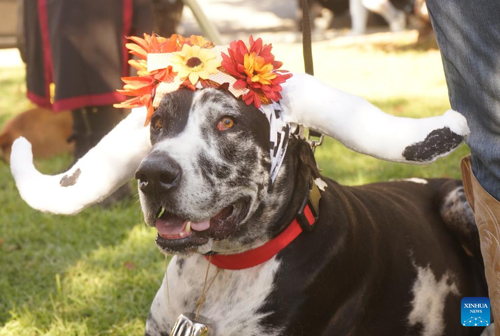 In pics: 21st annual Haute Dog Howl'oween Parade in California, U.S.