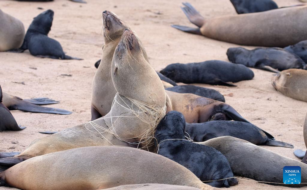 Oceans Conservation Namibia boosts awareness on marine animals protection