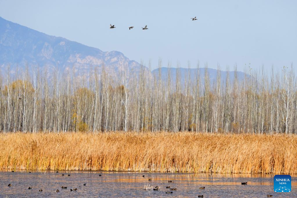 In pics: Yeya Lake national wetland park in Beijing