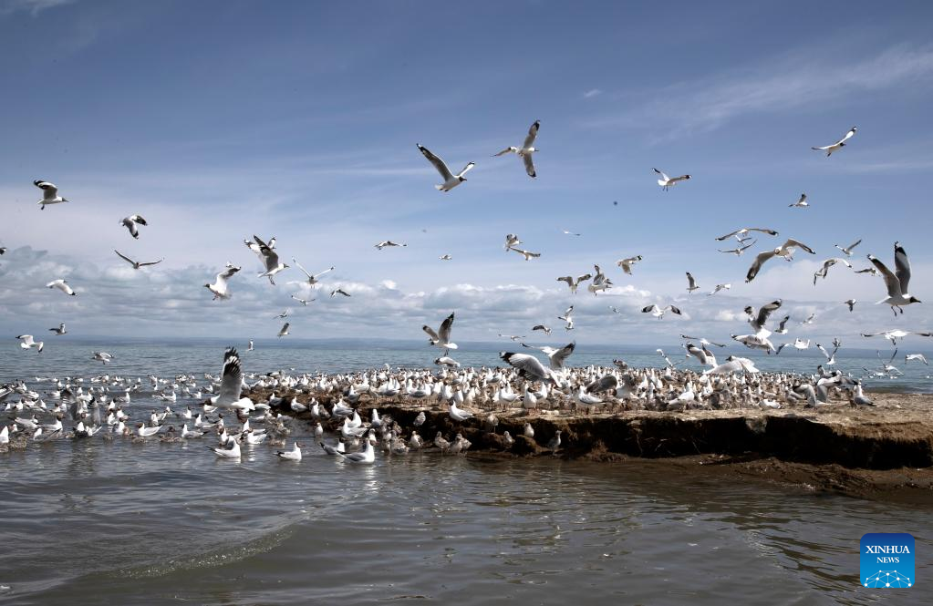 In pics: Qinghai Lake in NW China