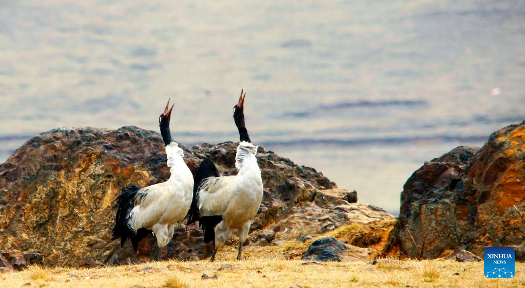 Over 100 black-necked cranes wintering in southwest China