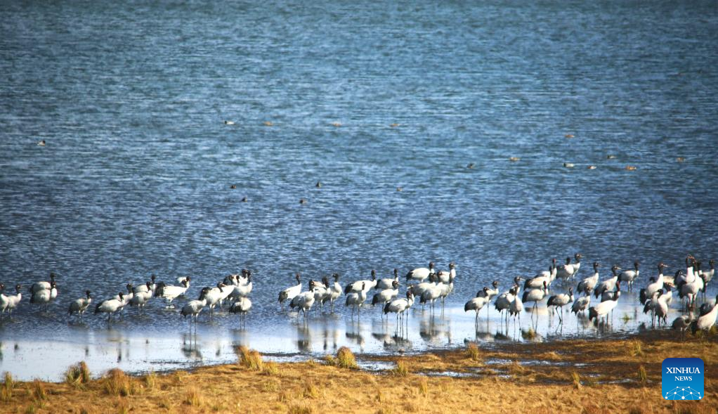 Over 100 black-necked cranes wintering in southwest China