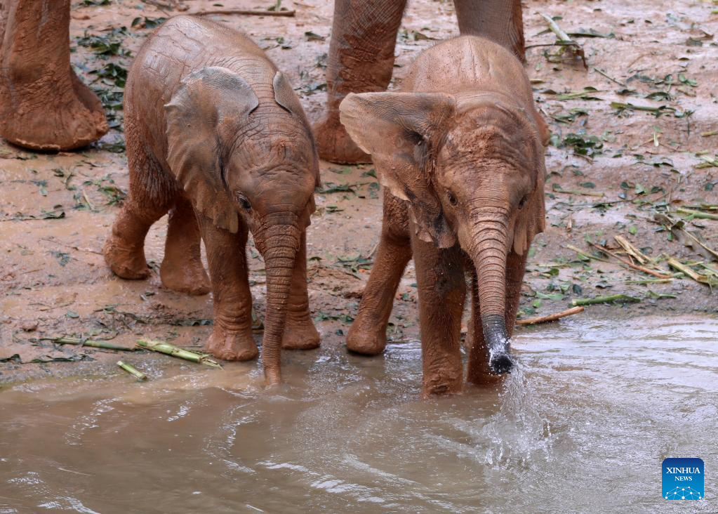 Five African elephant calves born at conservation base in S China