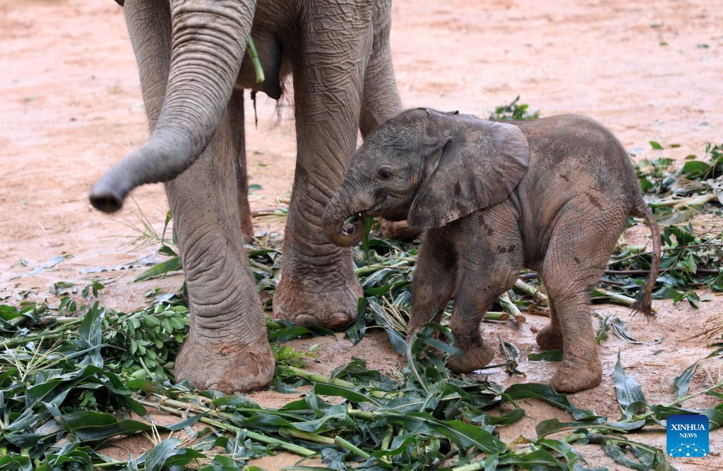 Five African elephant calves born at conservation base in S China