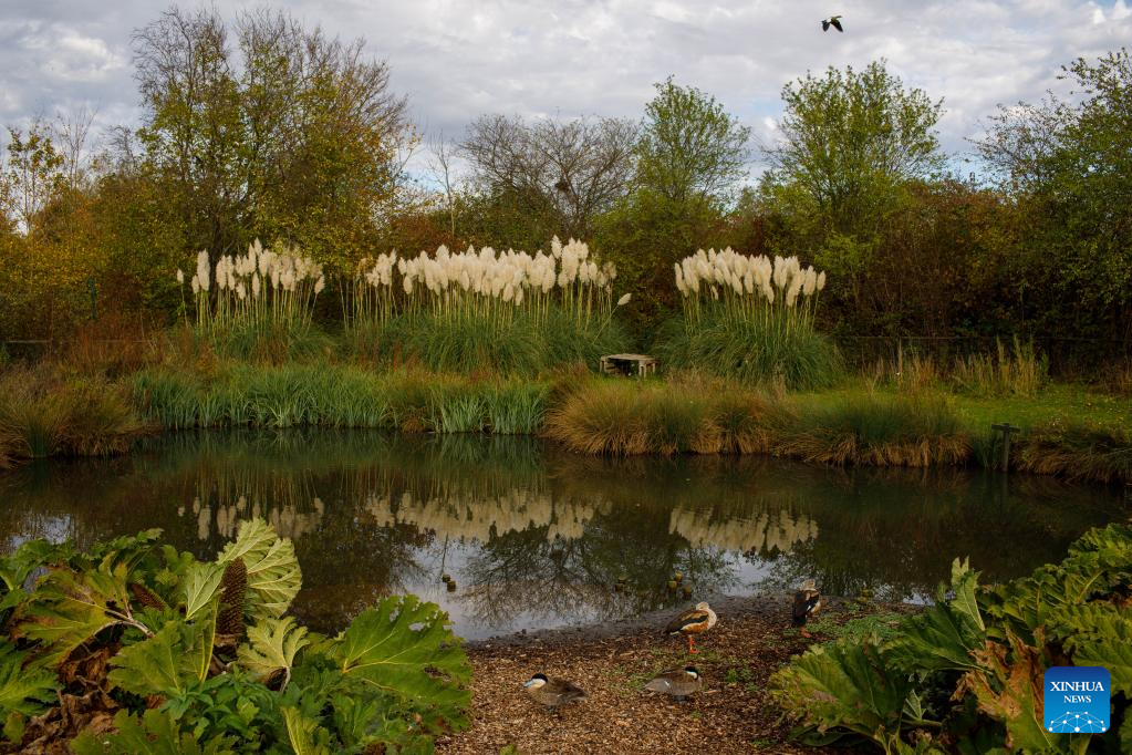 Scenery of London Wetland Center in Britain
