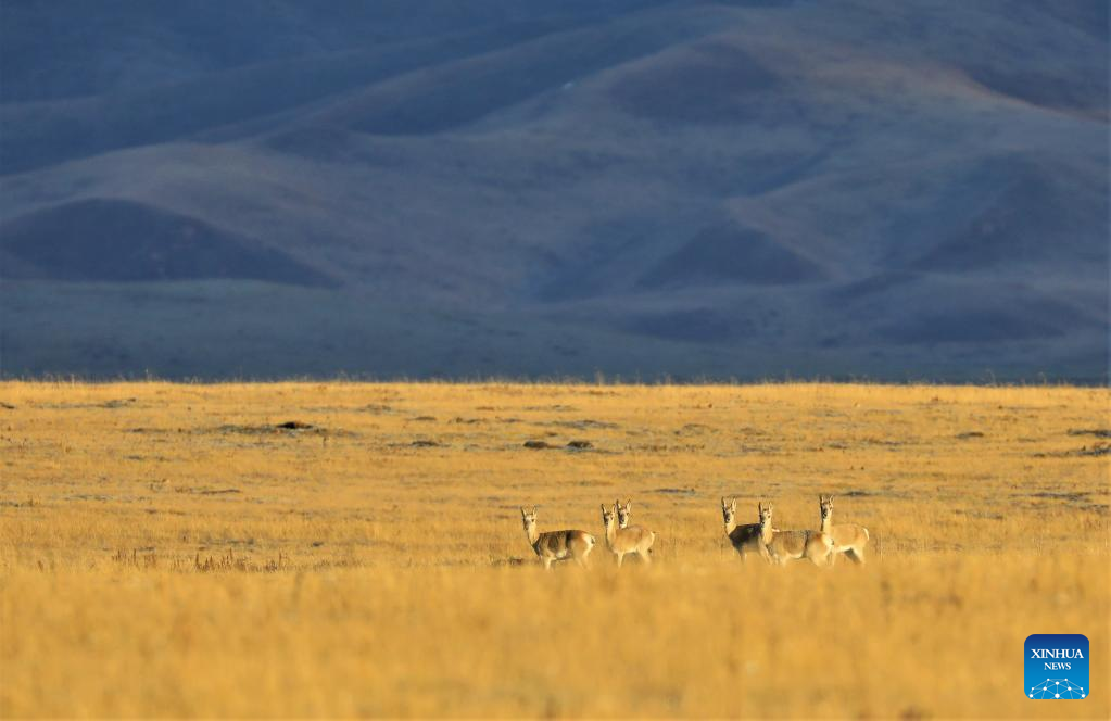 Ecological environment of protected areas witnesses improvement in Ruoergai County, SW China