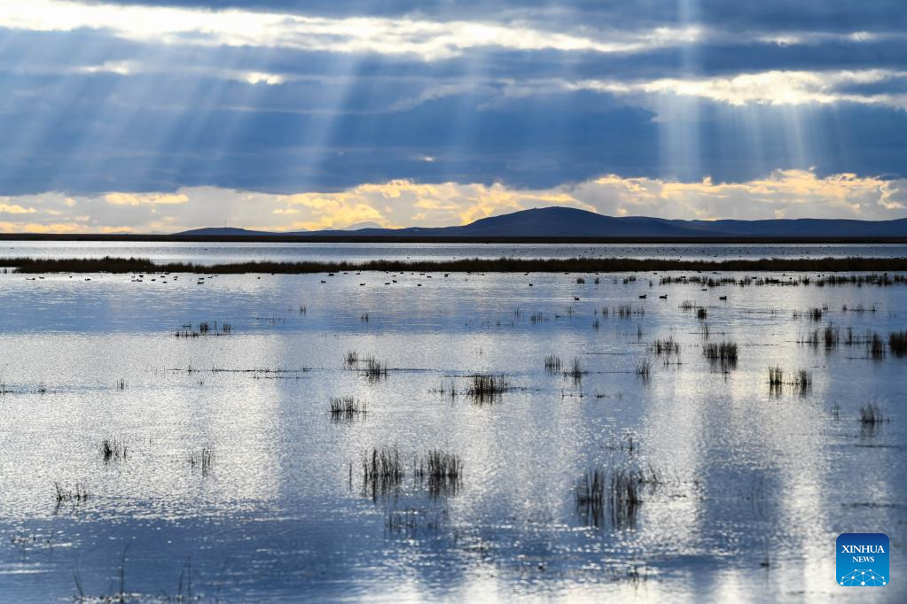 Ecological environment of protected areas witnesses improvement in Ruoergai County, SW China