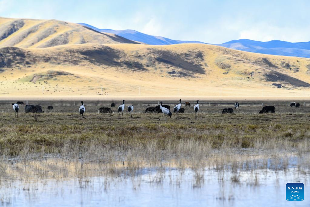 Ecological environment of protected areas witnesses improvement in Ruoergai County, SW China