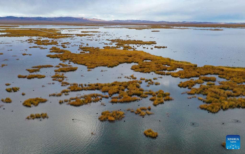 Ecological environment of protected areas witnesses improvement in Ruoergai County, SW China