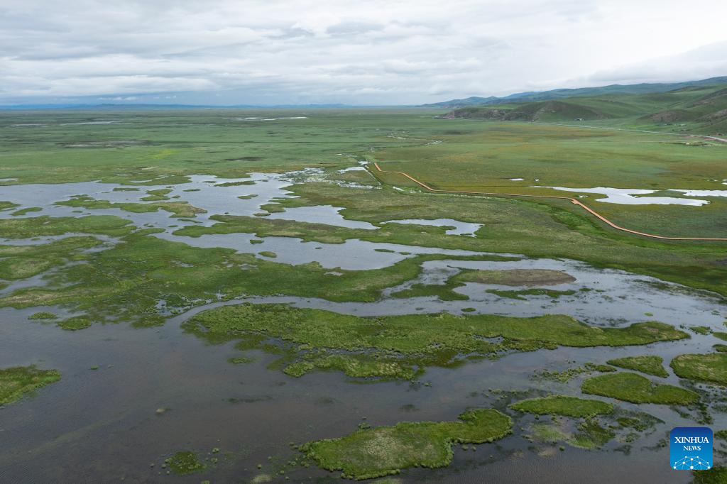 Ecological environment of protected areas witnesses improvement in Ruoergai County, SW China