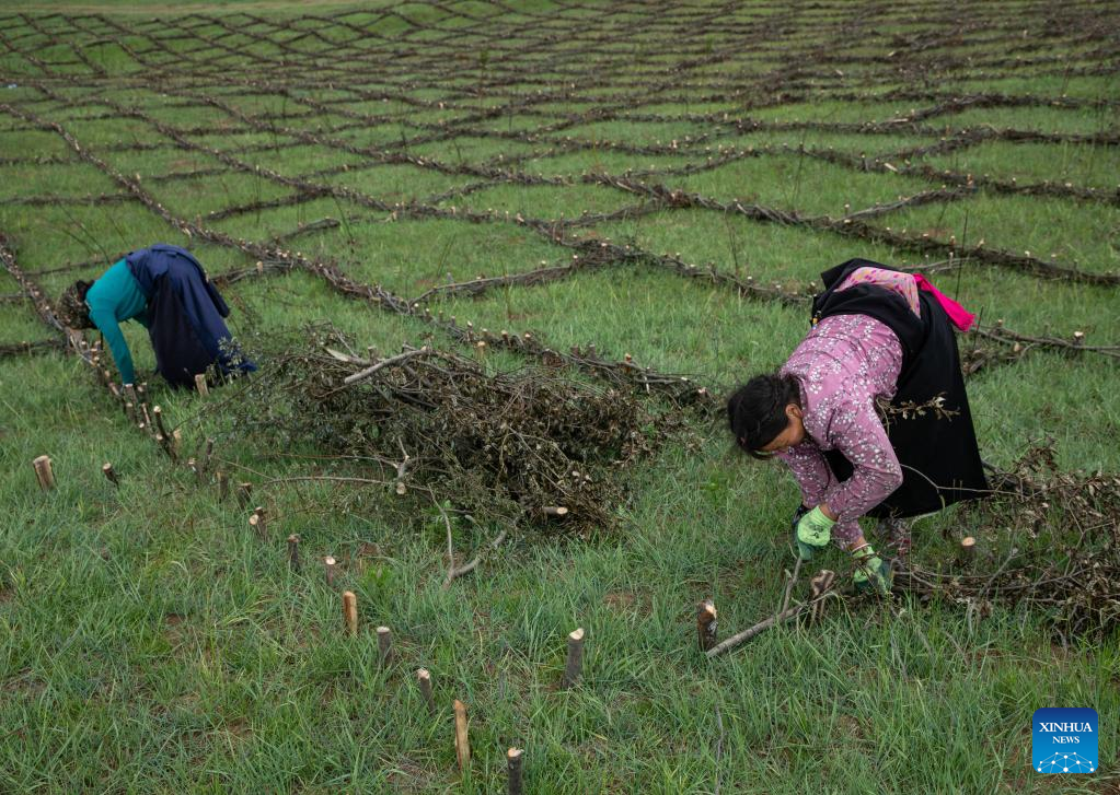 Ecological environment of protected areas witnesses improvement in Ruoergai County, SW China