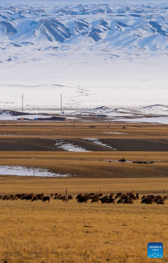 Local herders move livestock to winter pastures in Yumin County, NW China's Xinjiang