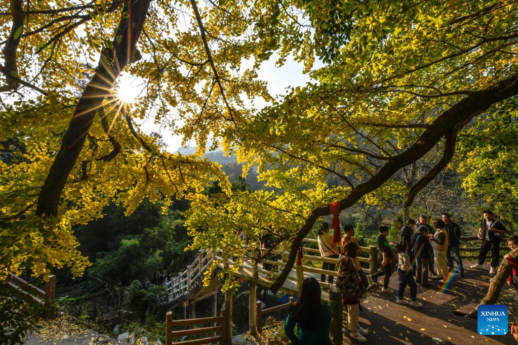 People enjoy ginkgo trees scenery in Guiyang, SW China's Guizhou