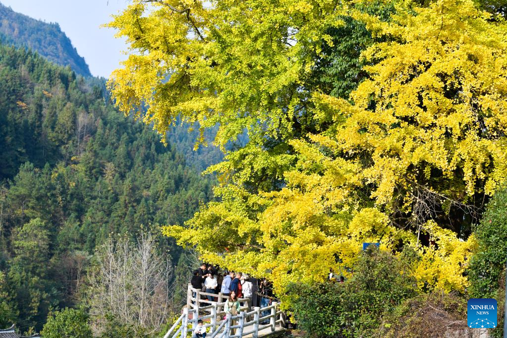 People enjoy ginkgo trees scenery in Guiyang, SW China's Guizhou