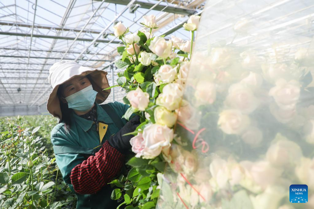 Fresh cut flowers in northwest China provided for market at home and abroad
