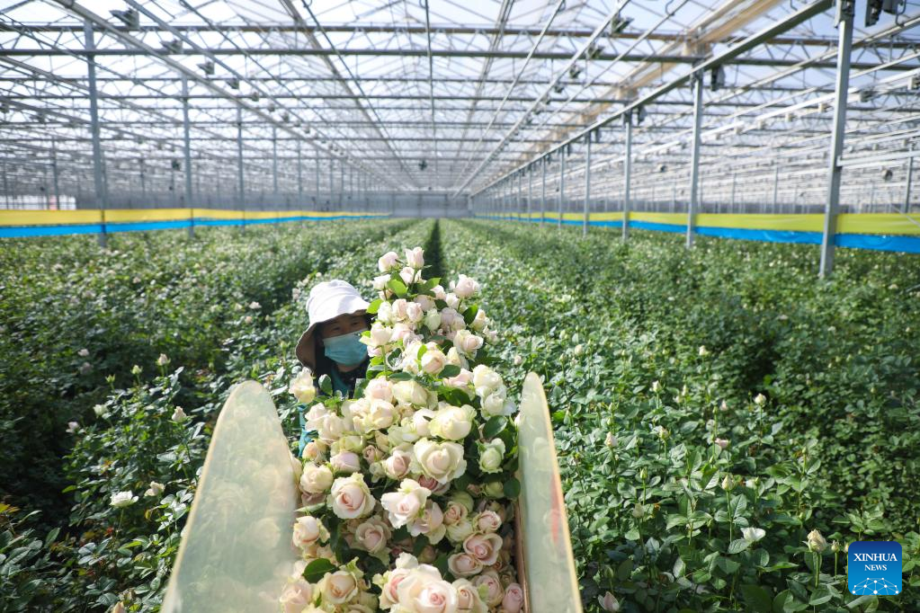 Fresh cut flowers in northwest China provided for market at home and abroad
