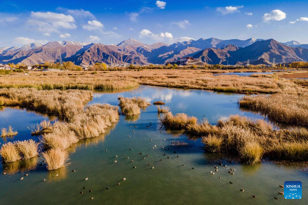 Scenery of Lhalu wetland in Lhasa, Tibet