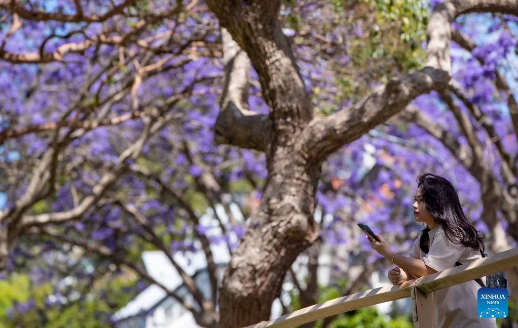 Scenery of jacaranda blooms in Sydney, Australia